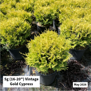 May 2026 5g Vintage Gold Cypress Website